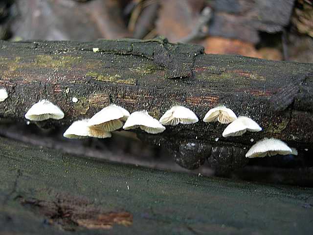 Funghi cittadini